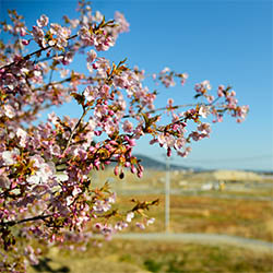 満開の桜
