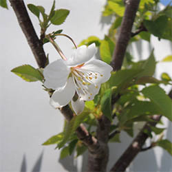白い桜の花