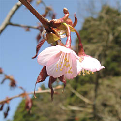 ピンクの桜の花
